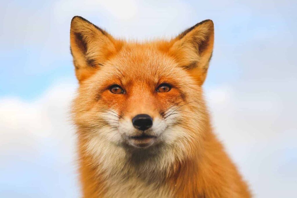 fox-foxy-itzy-yeji-spirit-animal