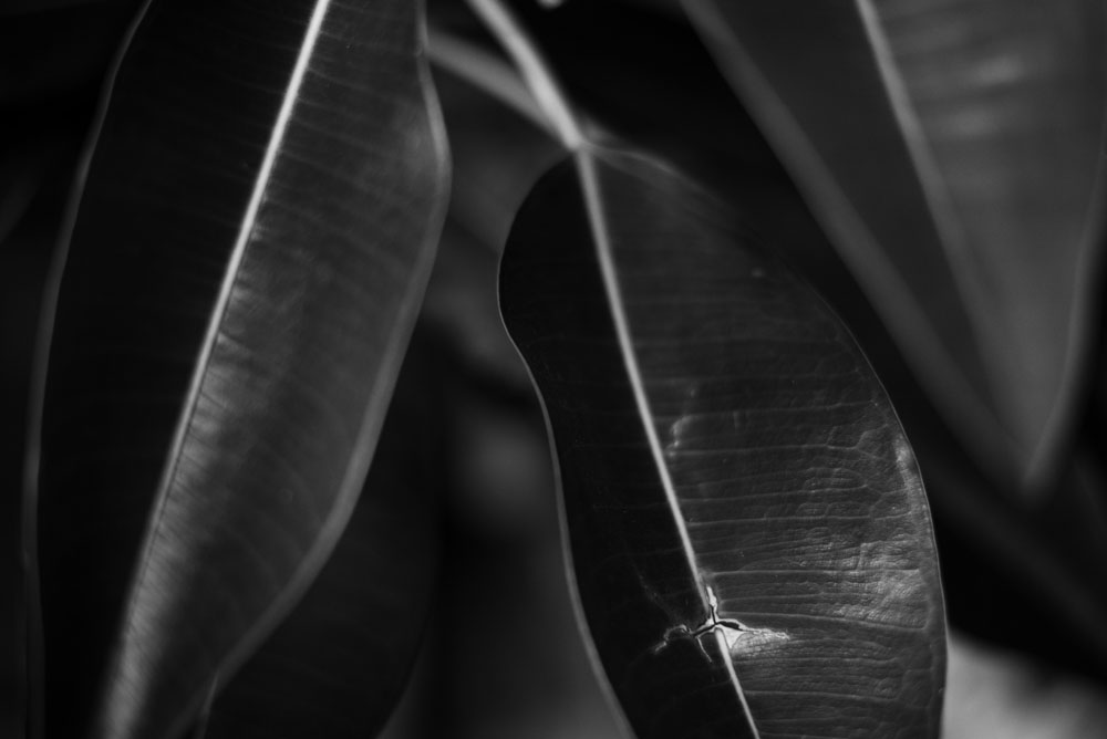 Grayscale photo of banana leaf